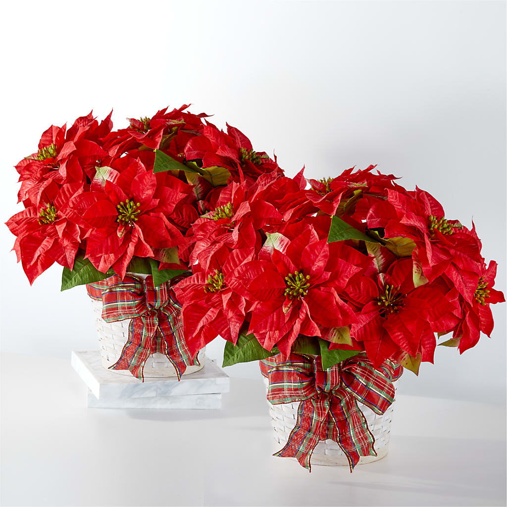 Happiest Holidays Poinsettia Bundle – Meramec Florist, Steelville MO