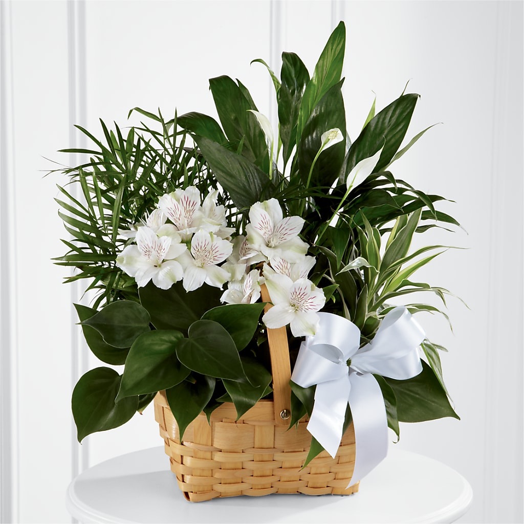 Peace & Serenity Dishgarden – Meramec Florist, Steelville MO