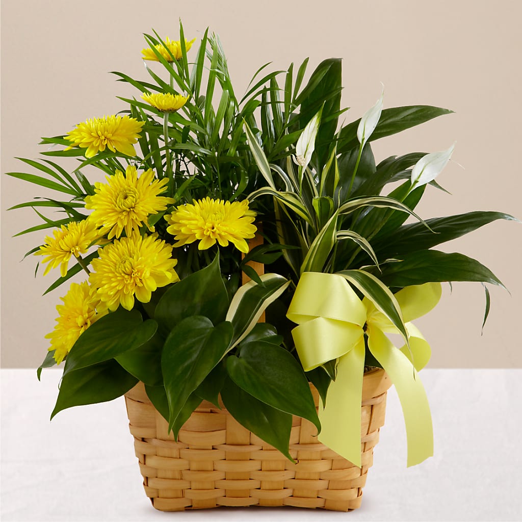Loving Light Dishgarden – Meramec Florist, Steelville MO