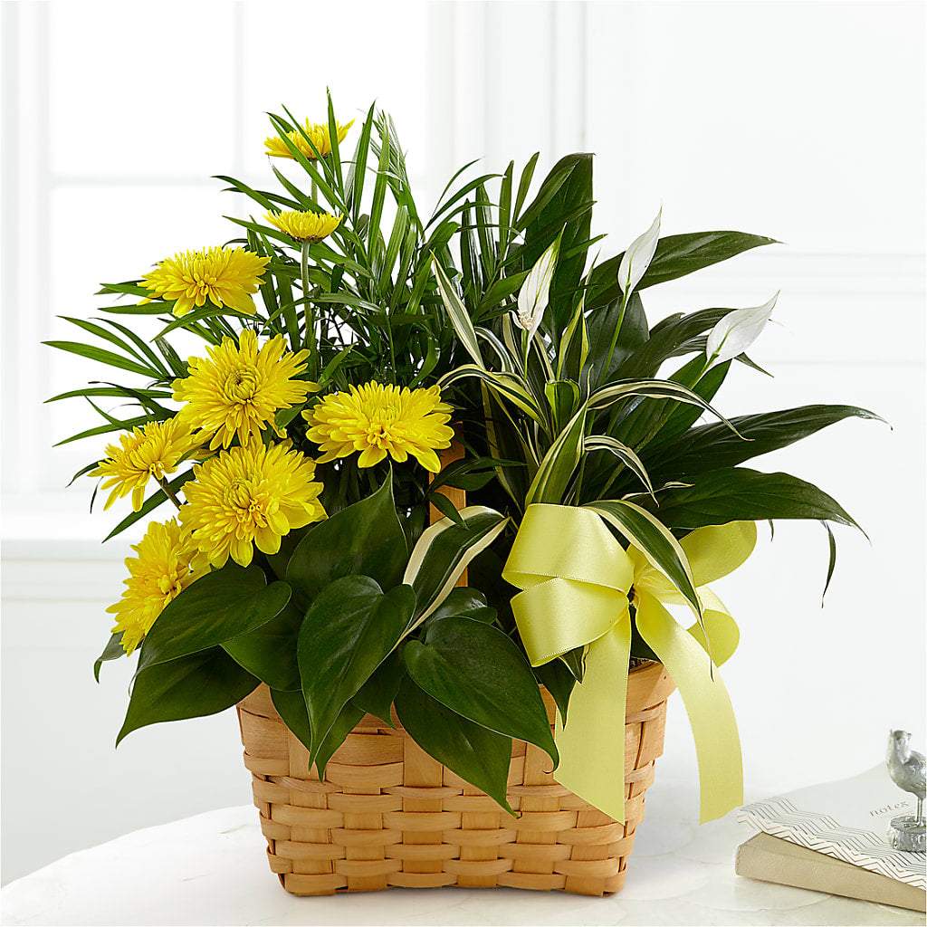 Loving Light Dishgarden – Meramec Florist, Steelville MO