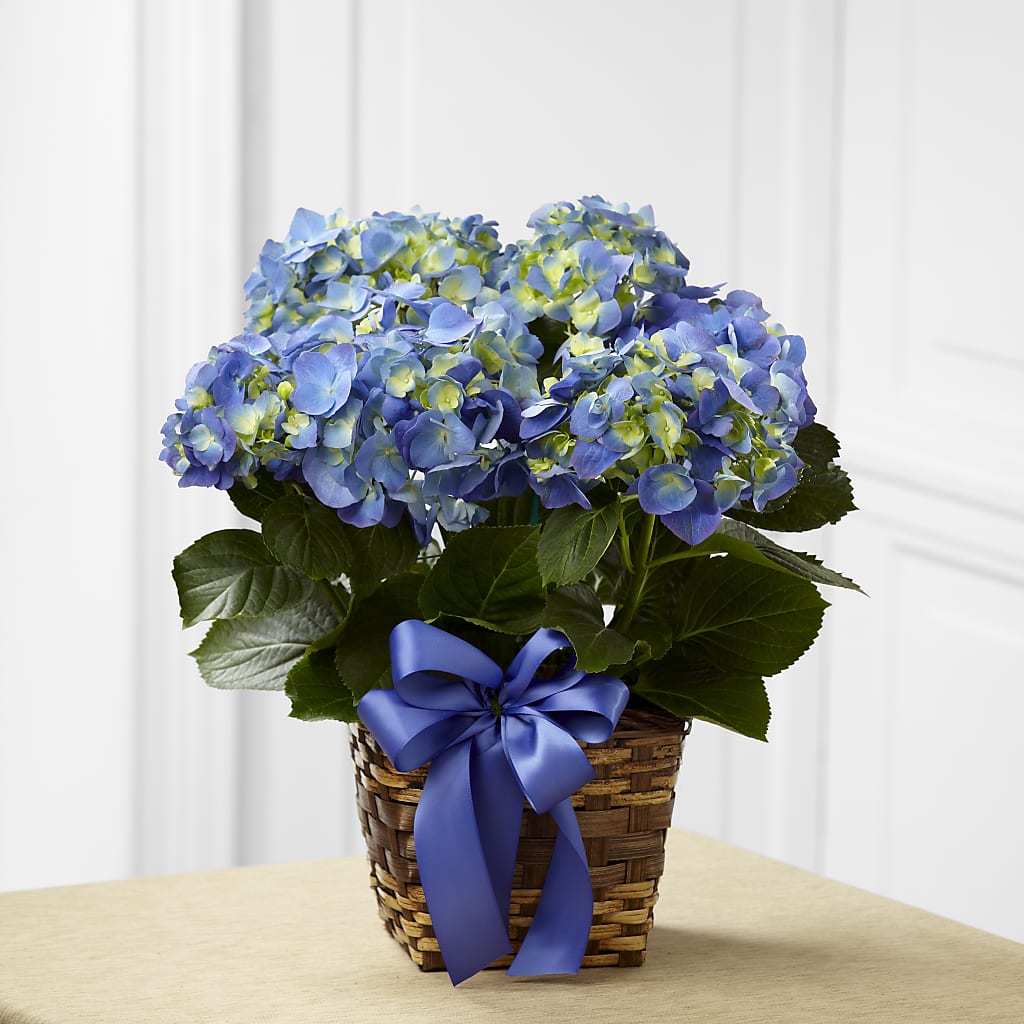 Blue Hydrangea Planter – Meramec Florist, Steelville MO