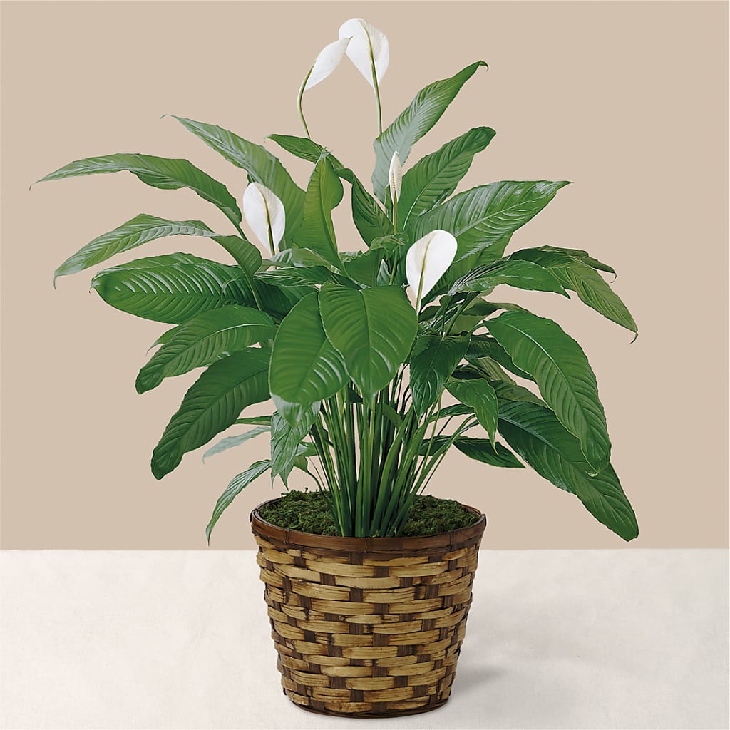 Tranquil Moments Peace Lily Plant – Meramec Florist, Steelville MO