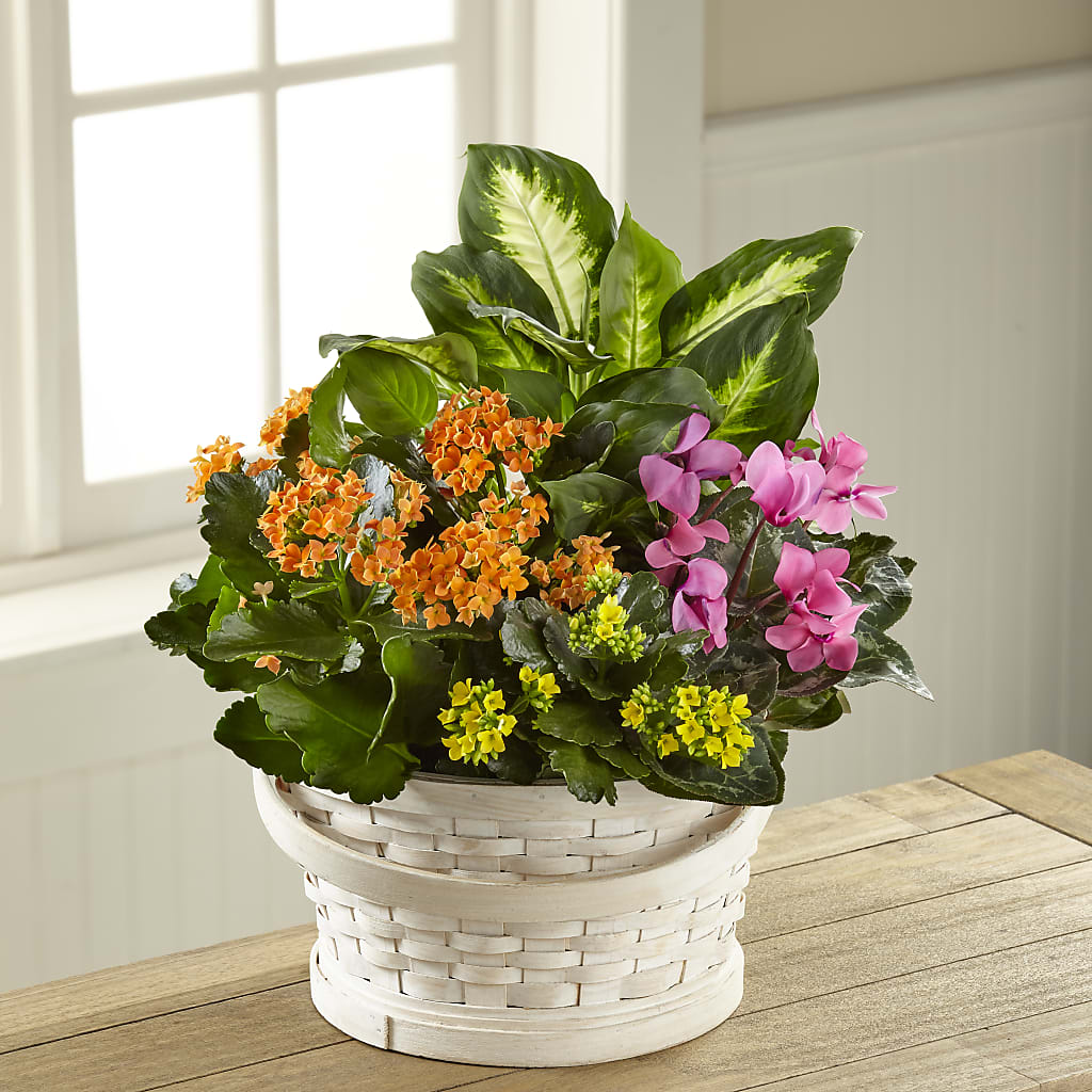 Color Crush Dishgarden – Meramec Florist, Steelville MO