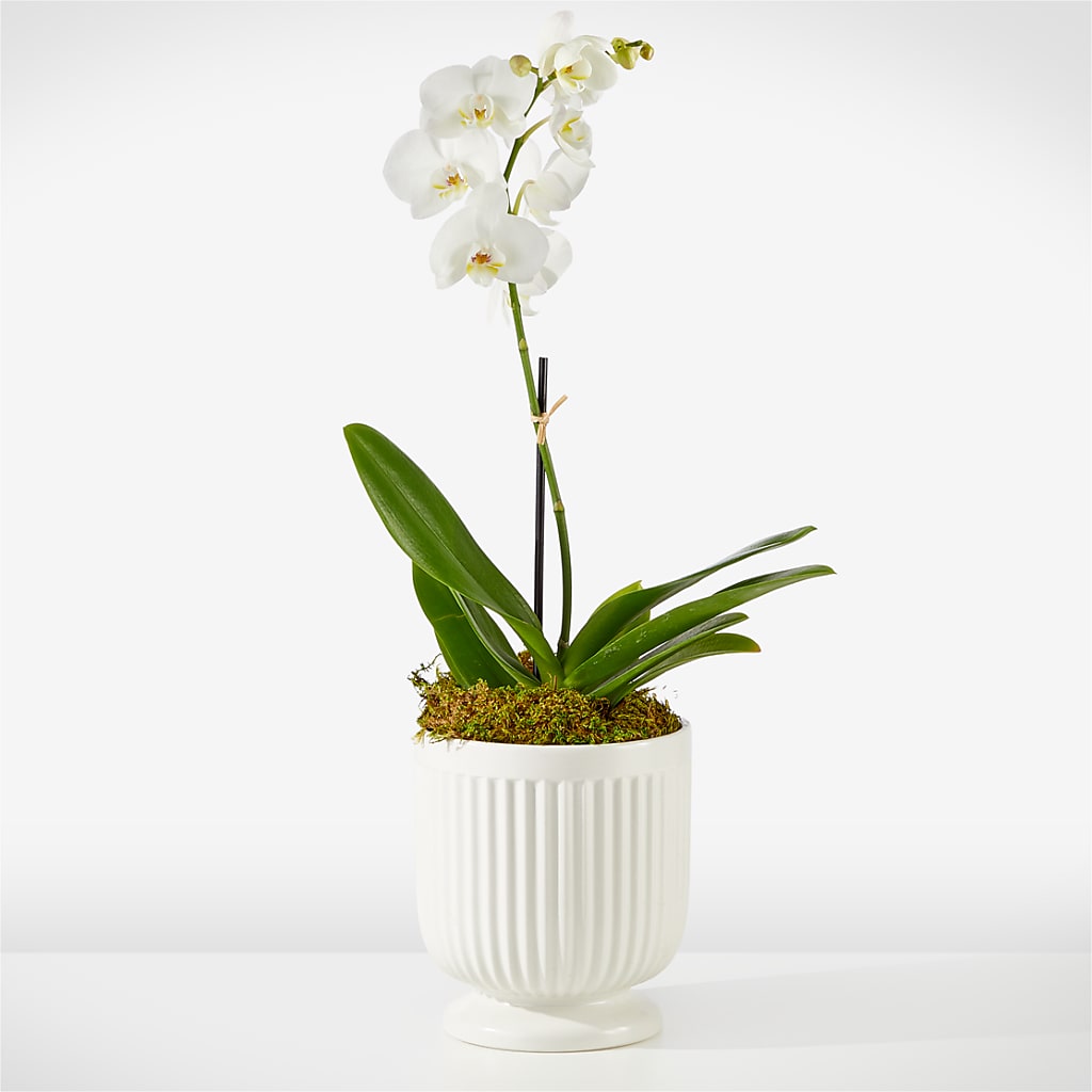 Whispering White Orchid – Meramec Florist, Steelville MO