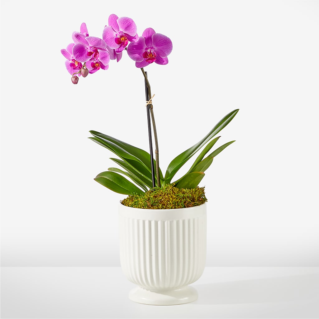 Friendly Fuchsia Orchid – Meramec Florist, Steelville MO