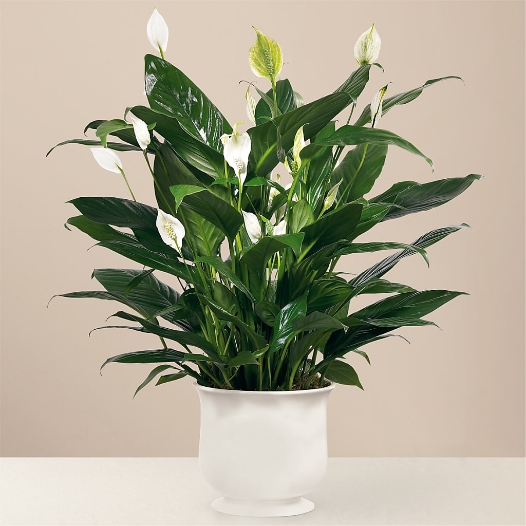 Comfort Planter – Meramec Florist, Steelville MO