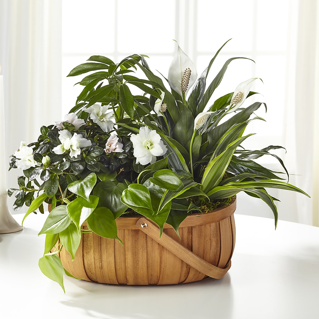 Serene Dishgarden – Meramec Florist, Steelville MO