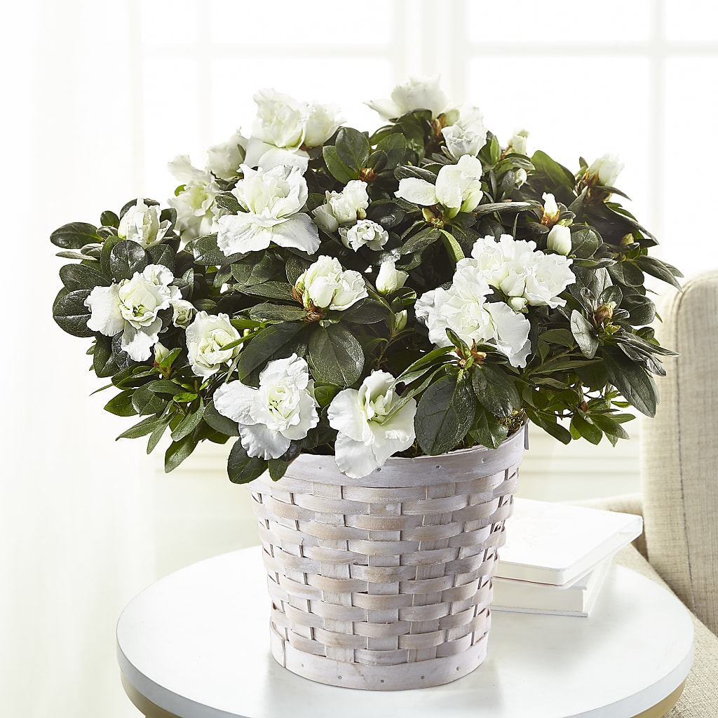 White Azalea Plant – Meramec Florist, Steelville MO
