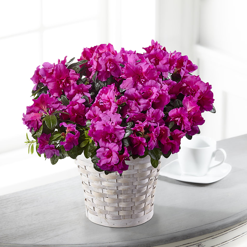 Hope & Serenity Azalea Plant – Meramec Florist, Steelville MO