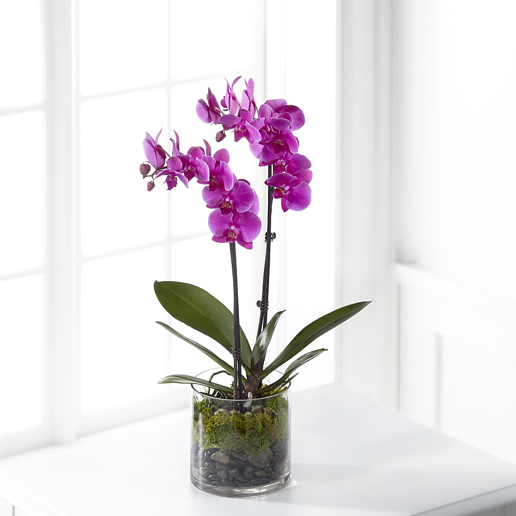 Pink Orchid Plant – Meramec Florist, Steelville MO