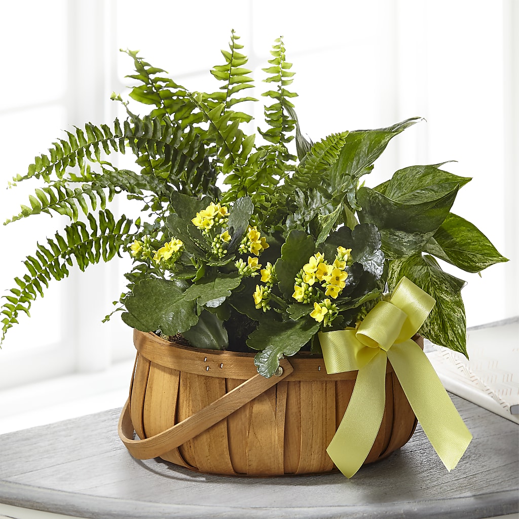 Always Dear Dishgarden – Meramec Florist, Steelville MO