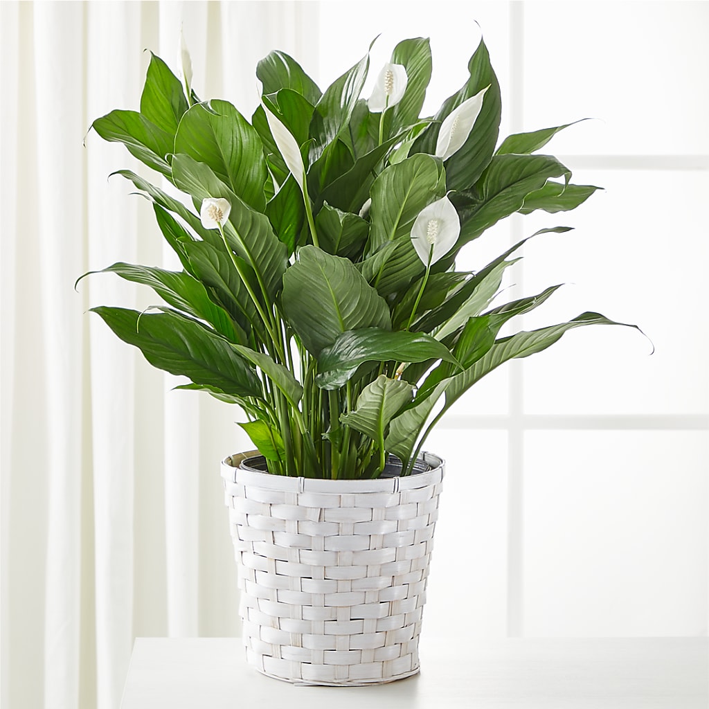 A New Leaf Peace Lily – Meramec Florist, Steelville MO