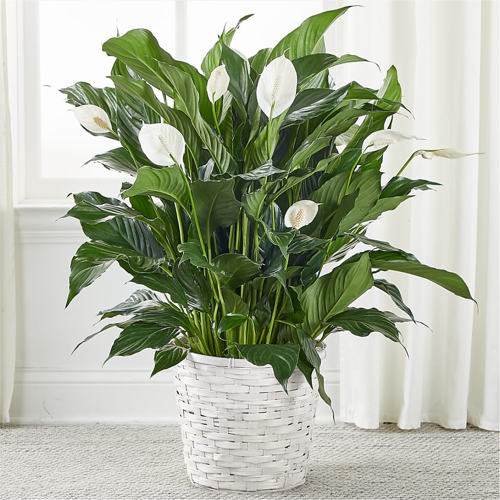 A New Leaf Peace Lily – Meramec Florist, Steelville MO