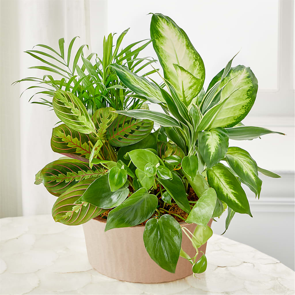 Balance & Harmony Dishgarden – Meramec Florist, Steelville MO