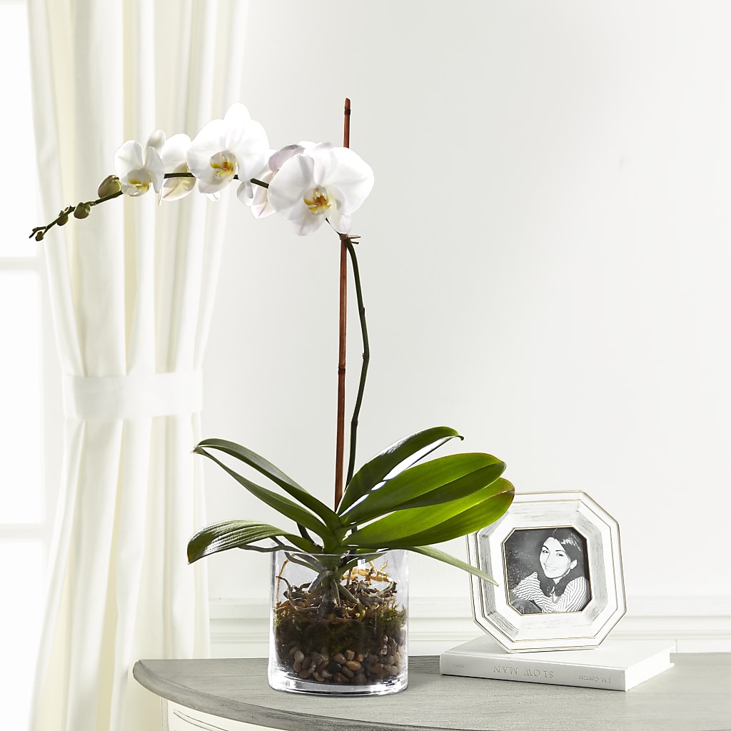 White Orchid Planter – Meramec Florist, Steelville MO