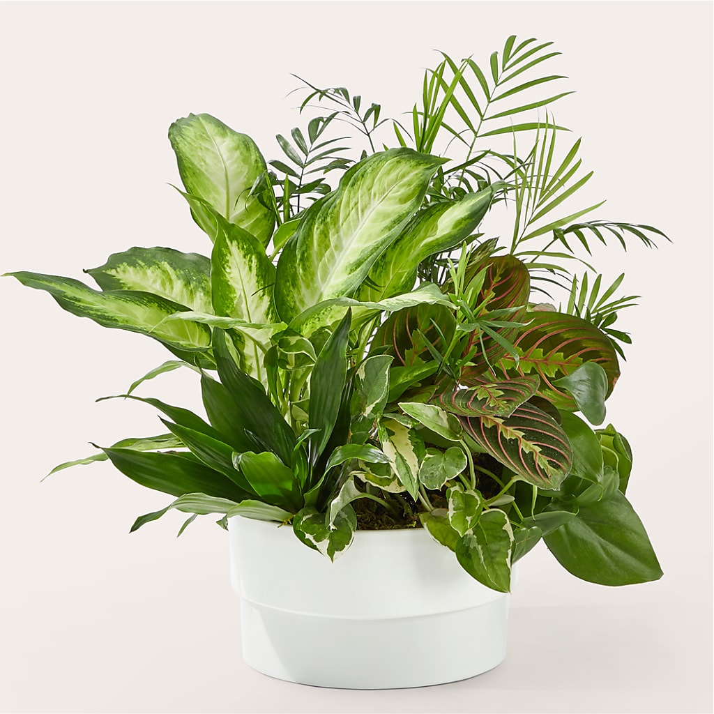Radiating Positivity Dishgarden – Meramec Florist, Steelville MO