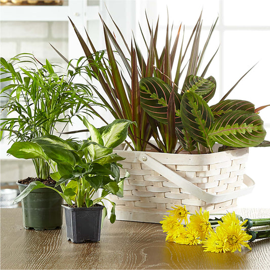 Florist Designed Blooming and Green Plants in a Basket –  Meramec Florist, Steelville MO
