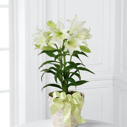 Easter Lily Plant –  Meramec Florist, Steelville MO