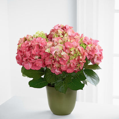 Pink Hydrangea Planter –  Meramec Florist, Steelville MO