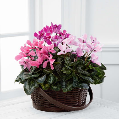 Mixed Cyclamen Planter –  Meramec Florist, Steelville MO
