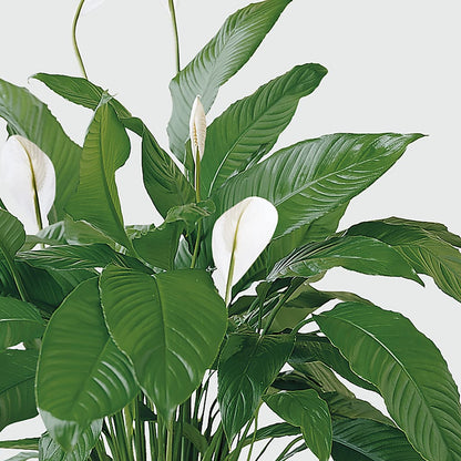 Tranquil Moments Peace Lily Plant –  Meramec Florist, Steelville MO