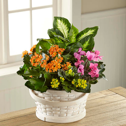 Color Crush Dishgarden –  Meramec Florist, Steelville MO