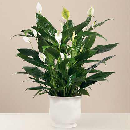 Comfort Planter –  Meramec Florist, Steelville MO