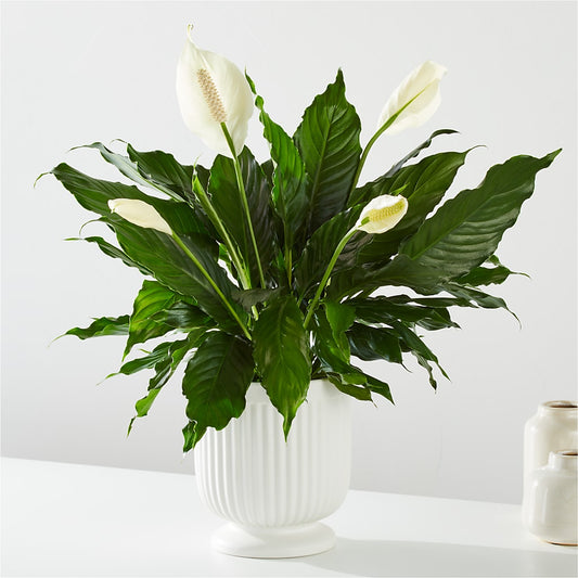 Comfort Planter –  Meramec Florist, Steelville MO