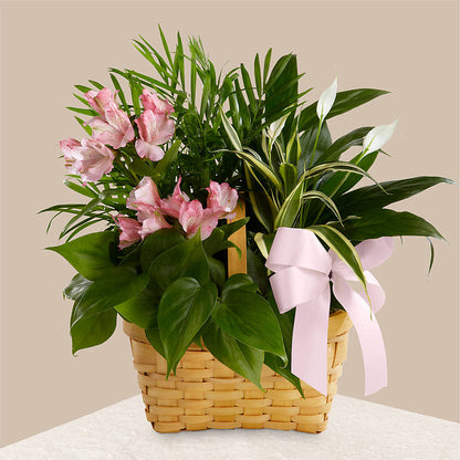 Living Spirit Dishgarden –  Meramec Florist, Steelville MO