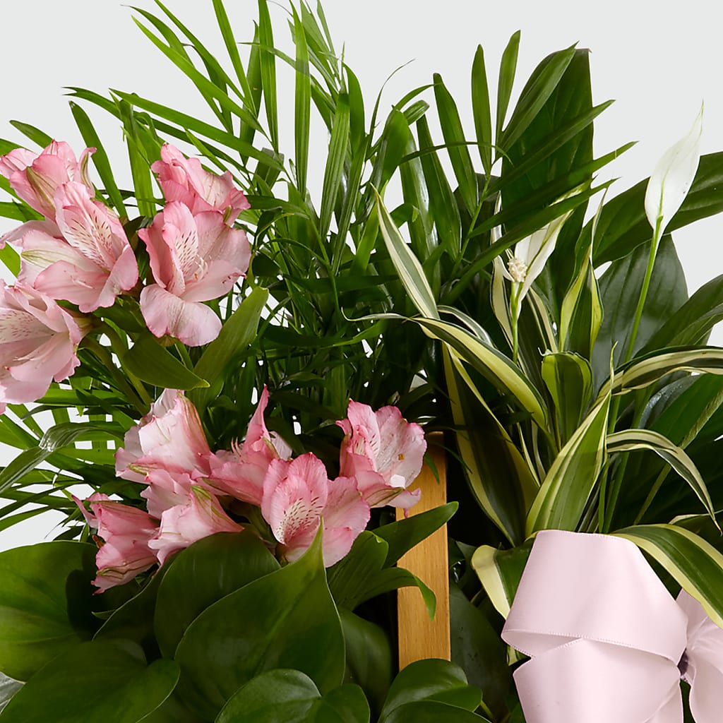 Living Spirit Dishgarden –  Meramec Florist, Steelville MO