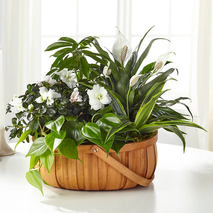 Serene Dishgarden –  Meramec Florist, Steelville MO