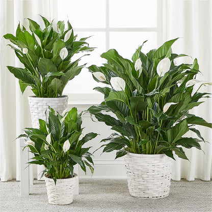 A New Leaf Peace Lily –  Meramec Florist, Steelville MO