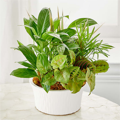 Balance & Harmony Dishgarden –  Meramec Florist, Steelville MO
