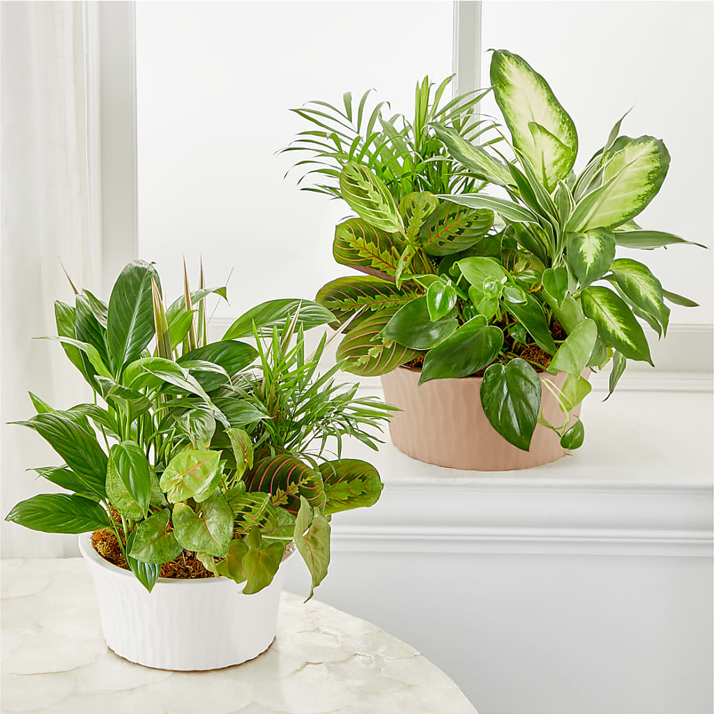 Balance & Harmony Dishgarden –  Meramec Florist, Steelville MO