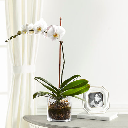 White Orchid Planter –  Meramec Florist, Steelville MO